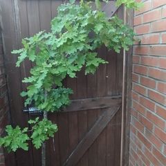 Mature Oak Tree in a Pot