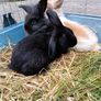 Rabbit Image 6