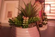 mixed succulent in ceramic pot