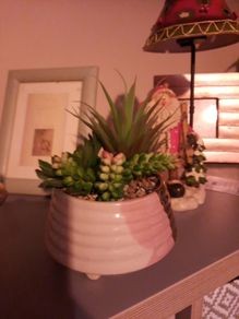 mixed succulent in ceramic pot