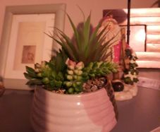 mixed succulent in ceramic pot