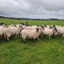 mule hoggets Image 6