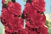 (H) Hollyhok Majorette seeds 0.3g (420513)