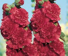 (H) Hollyhok Majorette seeds 0.3g (420513)