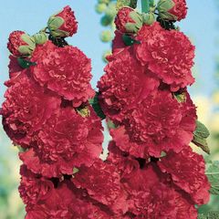 (H) Hollyhok Majorette seeds 0.3g (420513)
