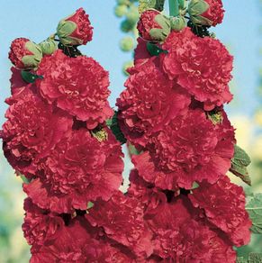 (H) Hollyhok Majorette seeds 0.3g (420513)