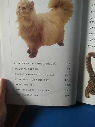 Giant Book of the Cat