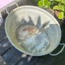 Vintage Galvanised Oval Wash Tub or Planter Image 2