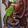 No.67 Monstera Albo Image 3