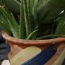 Indoor Plants - Monstera Deliciosa & Aloe Vera Image 3