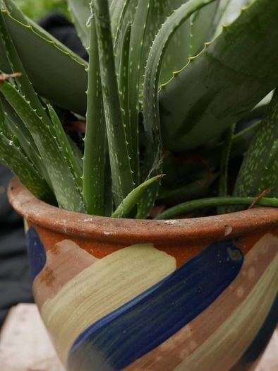 Indoor Plants - Monstera Deliciosa & Aloe Vera