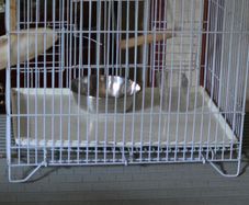 Bird cage