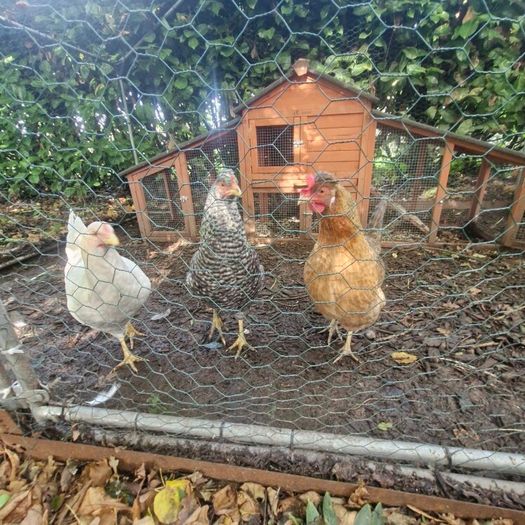 Hens and Hen House