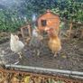 Hens and Hen House Image 2