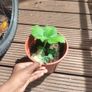 plants Image 2