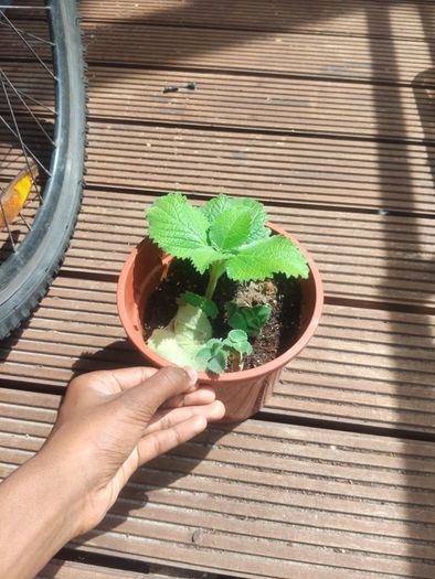 plants