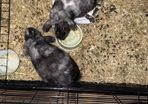 rabbits