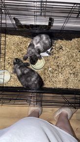 rabbits