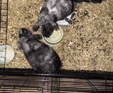 rabbits