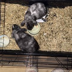 rabbits