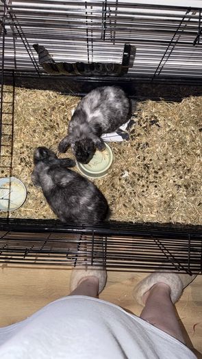 rabbits