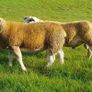 3 SIS PBR Texel Ram Lambs Image 7
