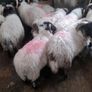 Mayo Ram Lambs x 22 Image 2