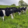 Top quality Heifers for sale Image 3