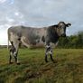 In calf heifers for Elphin Image 3
