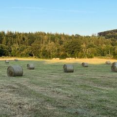 Hay for sale