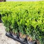 Box Hedging Image 10