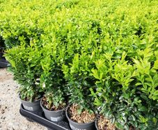 Box Hedging