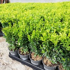 Box Hedging