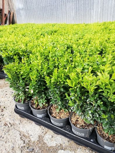 Box Hedging