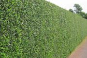 Privet Hedging