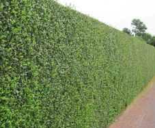 Privet Hedging