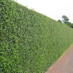 Privet Hedging