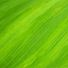 greenstrides