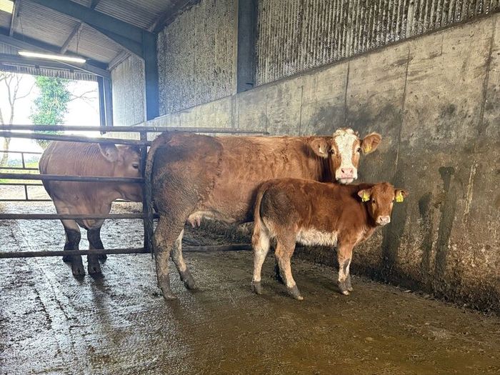 First calving springers with limousin calves