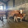 First calving springers with limousin calves Image 5