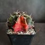 Gymnocalycium mihanovichii cactus Image 5