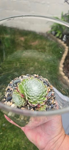 indoor plant with glass  pot