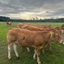 1 Pedigree Limousin Bull & heifers Image 8
