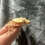 Crested gecko Image 9