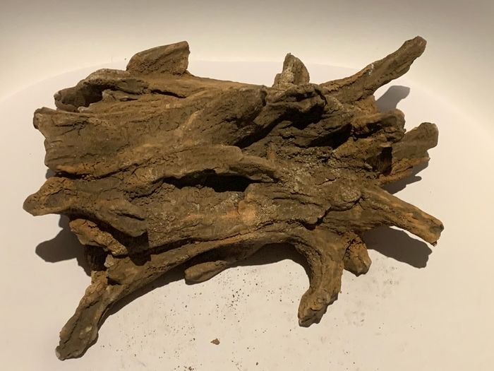 Hiding Clay cave like wood for pleco / cichlid