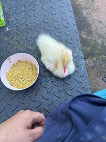 a single duckling