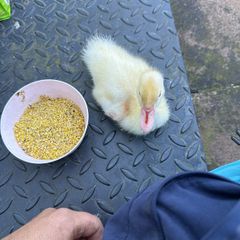 a single duckling