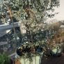 Eucalyptus Tree Image 3