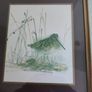 Framed Print Of Common Snipe A Quality Product By C.p. Productions Ltd., N. Ireland Image 4