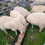 Galway sheep Image 8